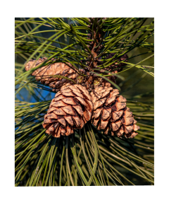 Cedarwood