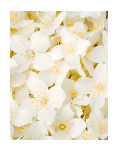 Jasmin