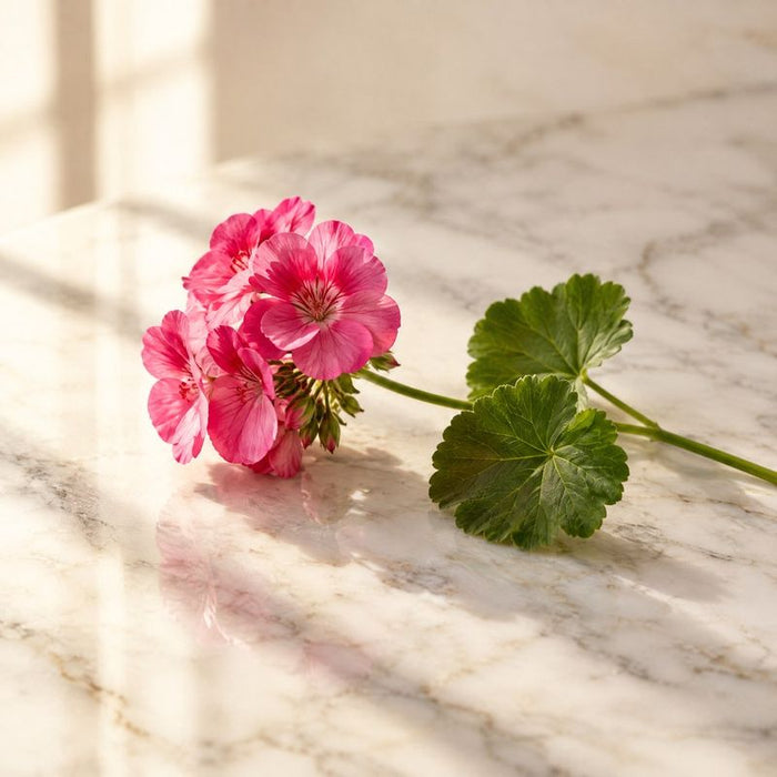 Geranium
