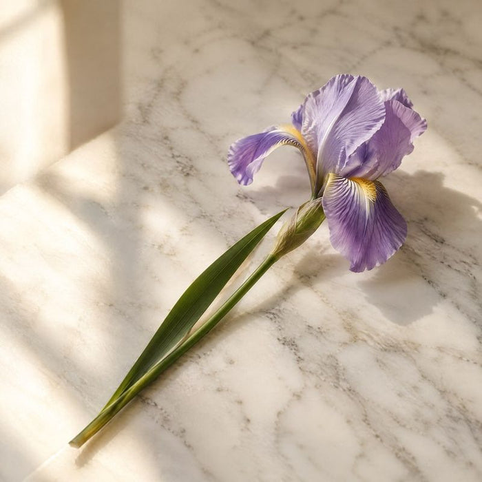 Iris