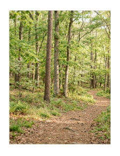 Gentle Woods