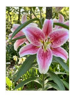 Elegant Lily
