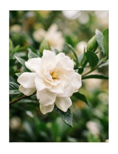 Soft Gardenia