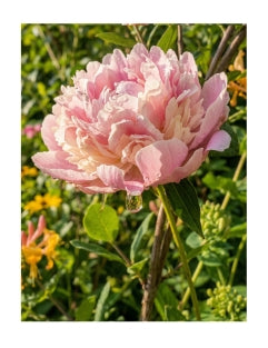 Soft Peony