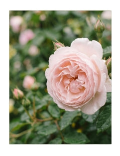 Soft Rose