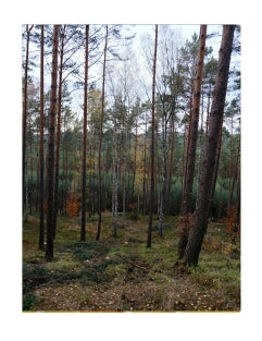 Soft Woods
