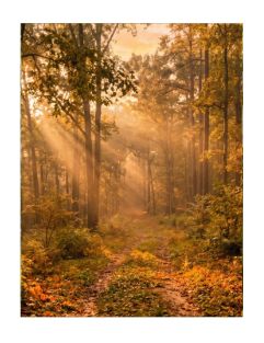 Warm Woods